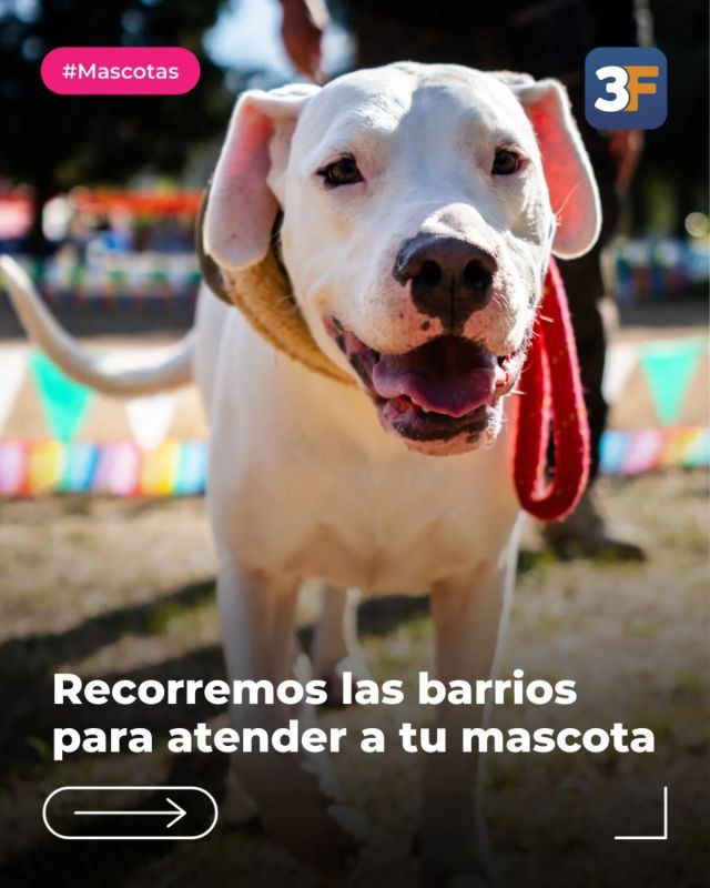 Cuidamos a tu amigo más fiel 🐾❤️

El Hospital Veterinario Móvil sigue recorriendo los barrios de Tres de Febrero para atender y cuidar a las mascotas de los vecinos. Desde el lunes 1 de septiembre, vení al punto más cercano y accedé a la vacunación antirrábica para tu gatito o perrito mayor de 3 meses, ¡totalmente gratis!

✅ Recordá que las jornadas de vacunación no requieren turno previo y se suspenden por lluvia.

Conocé más información en 👉 www.tresdefebrero.gov.ar/mascotasde3f