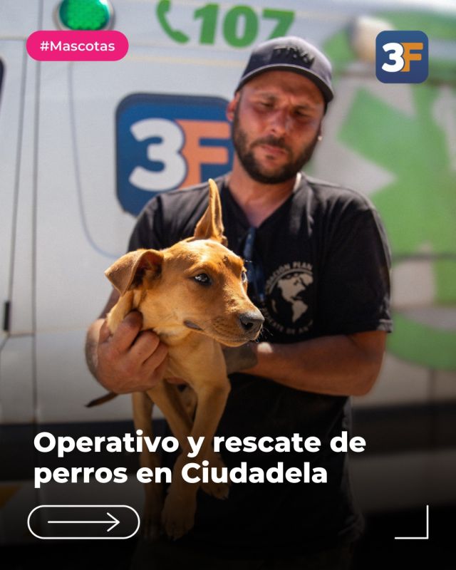 Los perritos ya están a salvo y listos para recibir amor ❌🐕‍🦺

Gracias a la denuncia de vecinos, junto al Centro de Salud Animal de #TresDeFebrero, las fuerzas de seguridad, Defensa Civil, SAME y la @fundacion.planetavivo.arg, realizamos un allanamiento en un domicilio en #Ciudadela donde rescatamos a 7 perros adultos y 5 cachorros que estaban en situación de abandono. 

Los animales vivían encerrados entre sus propias heces, rodeados de chapas, muebles, escombros y basura. En el procedimiento, el responsable fue imputado por maltrato animal. 

Gracias al trabajo en conjunto, los perros ya reciben la atención y los cuidados necesarios en el @losperritosdelpalomarefugio para su futura adopción.