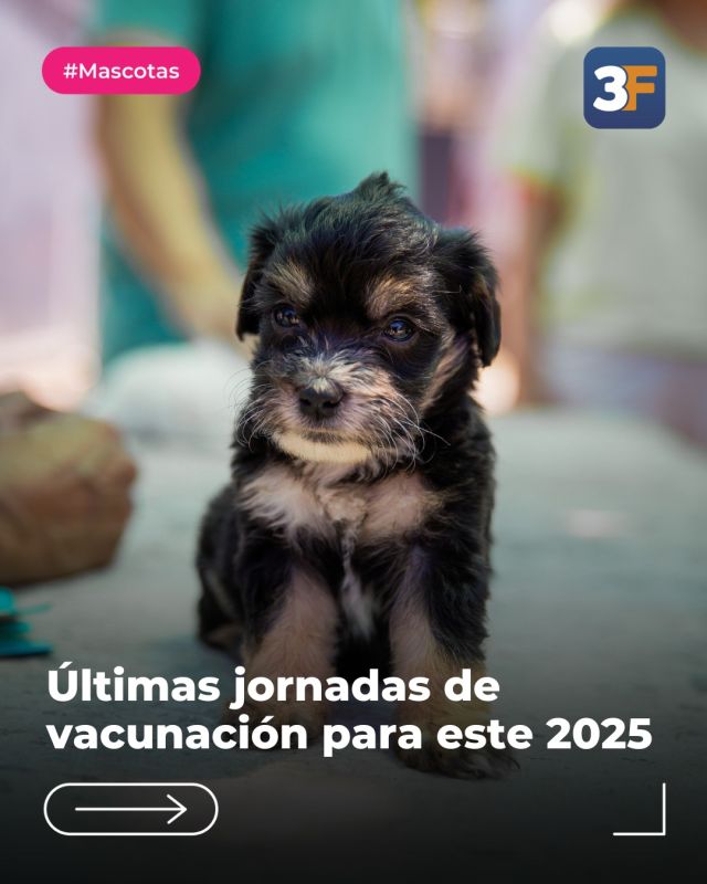Salud y mucho cariño para tus mascotas 🐶🐱

El Hospital Veterinario Móvil sigue recorriendo cada barrio de #TresDeFebrero y cumplió con un nuevo año lleno de jornadas de vacunación y cuidados para nuestros vecinitos de cuatro patas.

En esta ocasión, acompañamos a nuestro equipo que atendió a muchas mascotas del Barrio Ejército de los Andes en #Ciudadela. Recordá que podés encontrarnos todas las semanas en distintos puntos de #3F para vacunación antirrábica a perros y gatos mayores de 3 meses. 

¡Gracias por siempre confiarnos la salud de miembros tan importantes de la familia! ❤️

👉 Conocé todos los detalles y cronogramas en: www.tresdefebrero.gov.ar/mascotasde3f